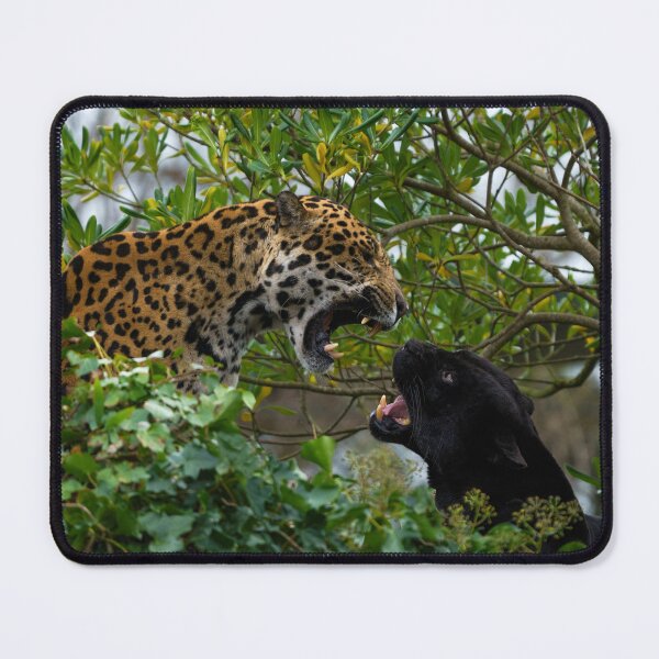 Item preview, Jaguar Catfight designed and sold by rawshutterbug.