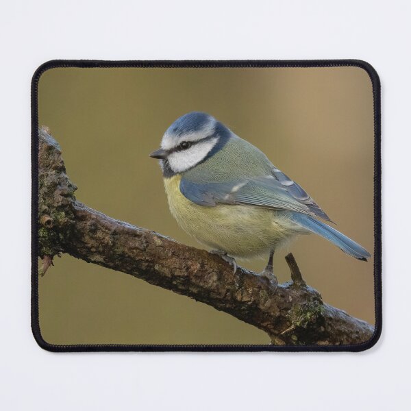Item preview, Blue tit perching designed and sold by JLP ARTWORKS.