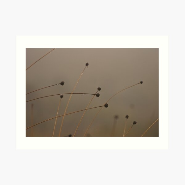 Button-grass in the rain Art Print