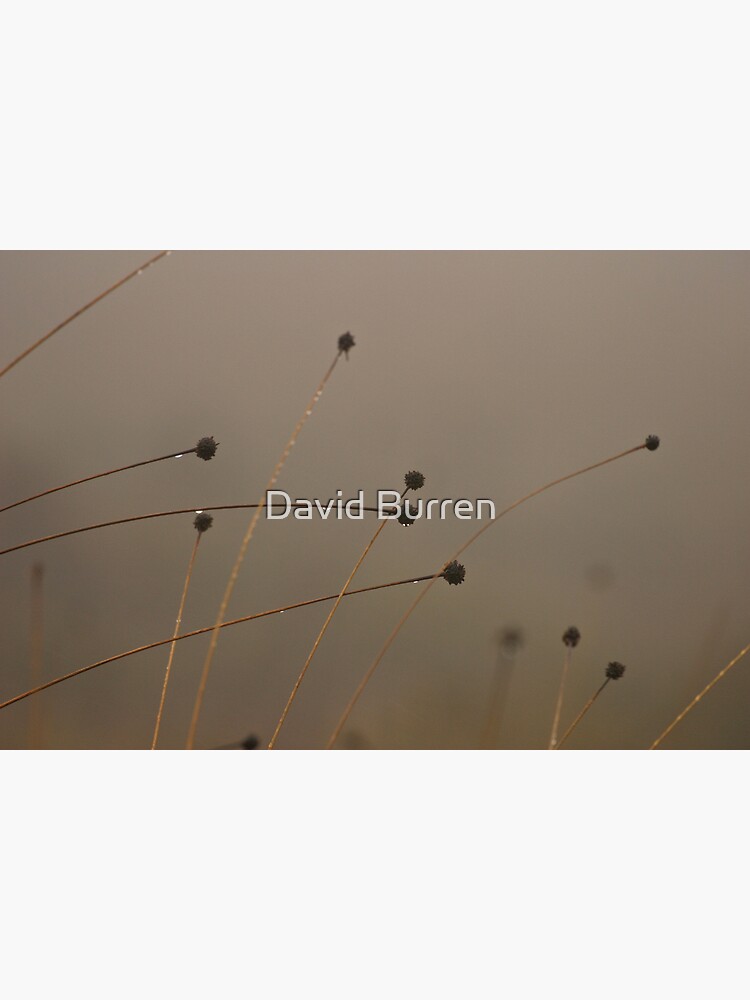 Button-grass in the rain by DavidBurren