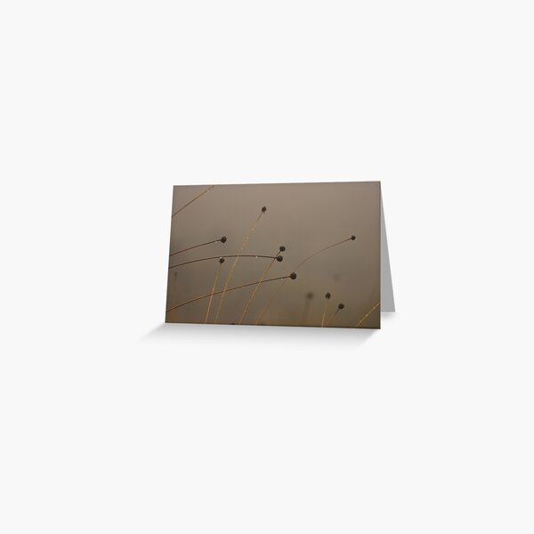 Button-grass in the rain Greeting Card