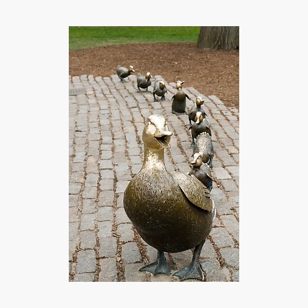 Make way for Ducklings Photographic Print