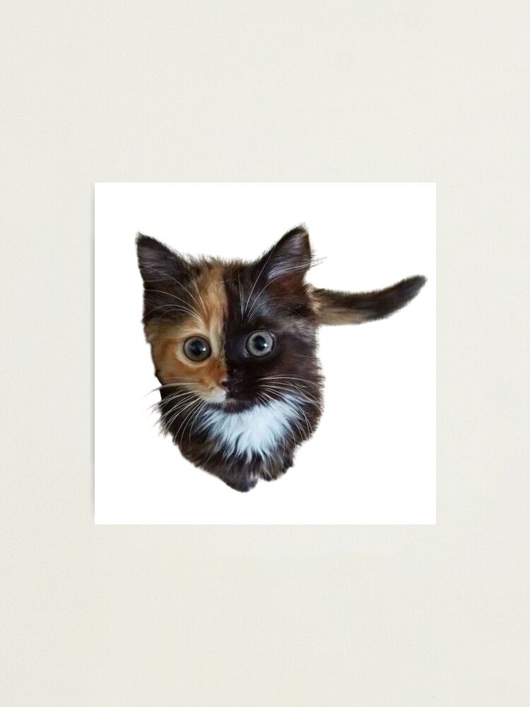 cat meme face, funny cat Photographic Print for Sale by jassine11