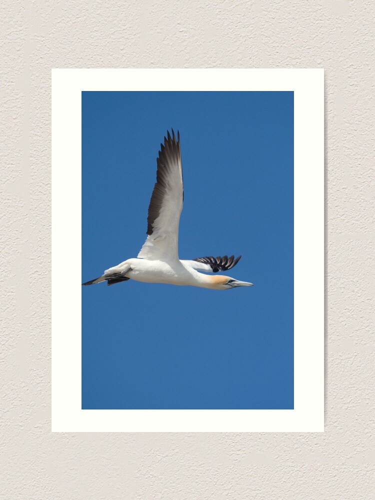 Alternate view of Gannet after take-off Art Print