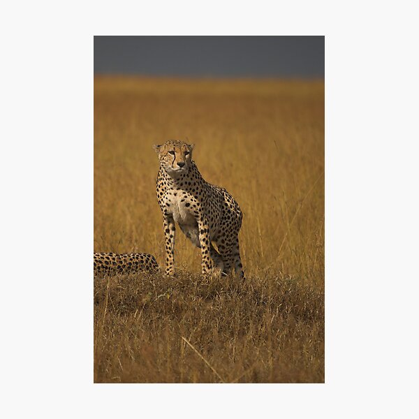 Cheetah, Awakened Photographic Print