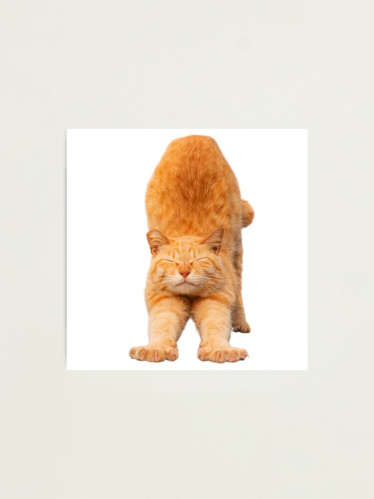 cat meme face, funny cat Photographic Print for Sale by jassine11