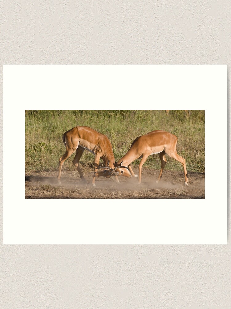 Alternate view of Impala scuffle Art Print