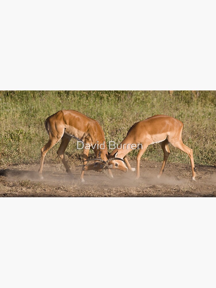 Impala scuffle by DavidBurren