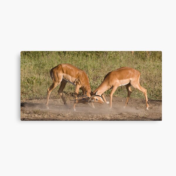 Impala scuffle Canvas Print