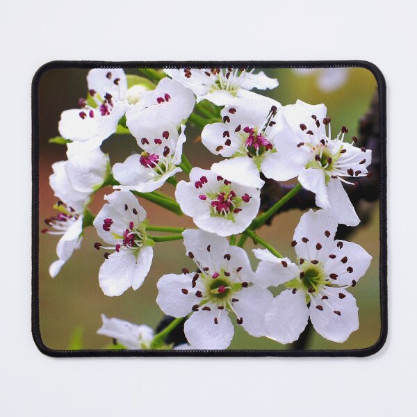 Item preview, Bartlett Pear Blossoms designed and sold by Susan Maxwell Schmidt.