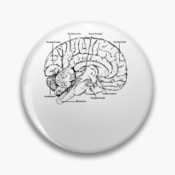 Item preview, anatomy brain designed and sold by zaher97.
