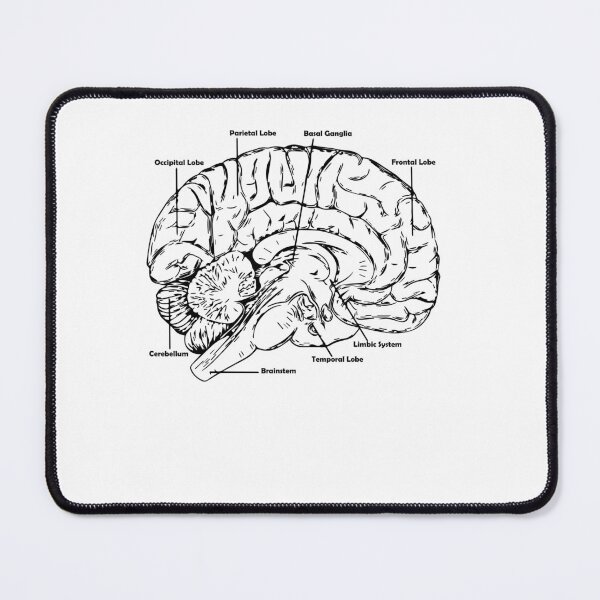Item preview, anatomy brain designed and sold by zaher97.