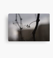 Twisting in or twisting out... Canvas Print
