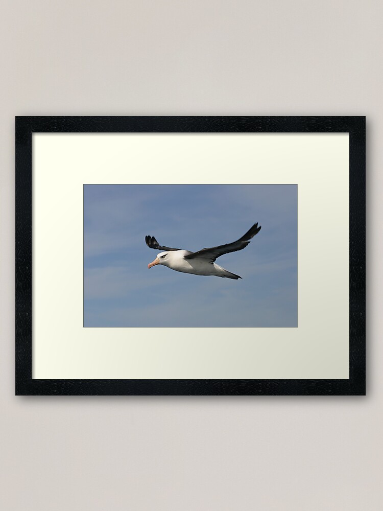 Alternate view of Black-browed Albatross Framed Art Print
