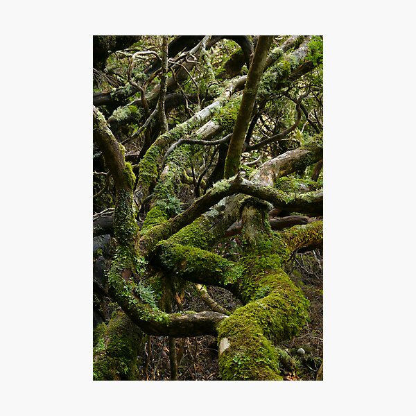 Forest jumble Photographic Print