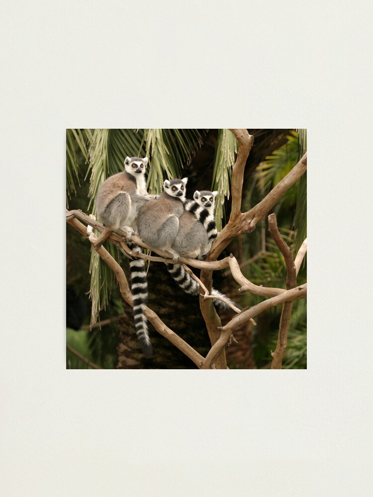Alternate view of Getting your lemurs in a row Photographic Print