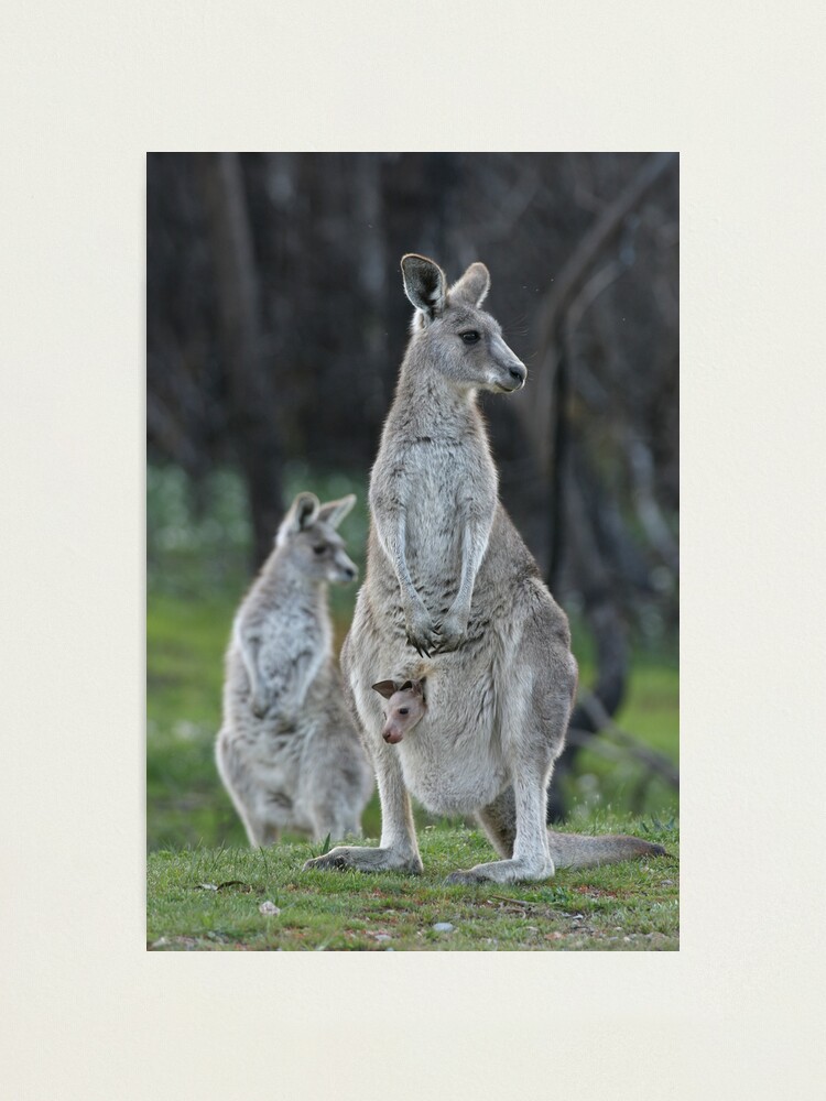 Alternate view of A comfy ride Photographic Print