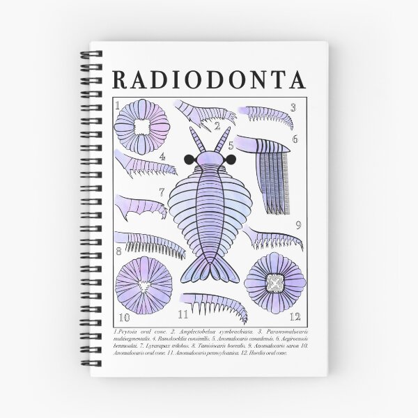 Item preview, Radiodonta study art designed and sold by Project-Palaeo.