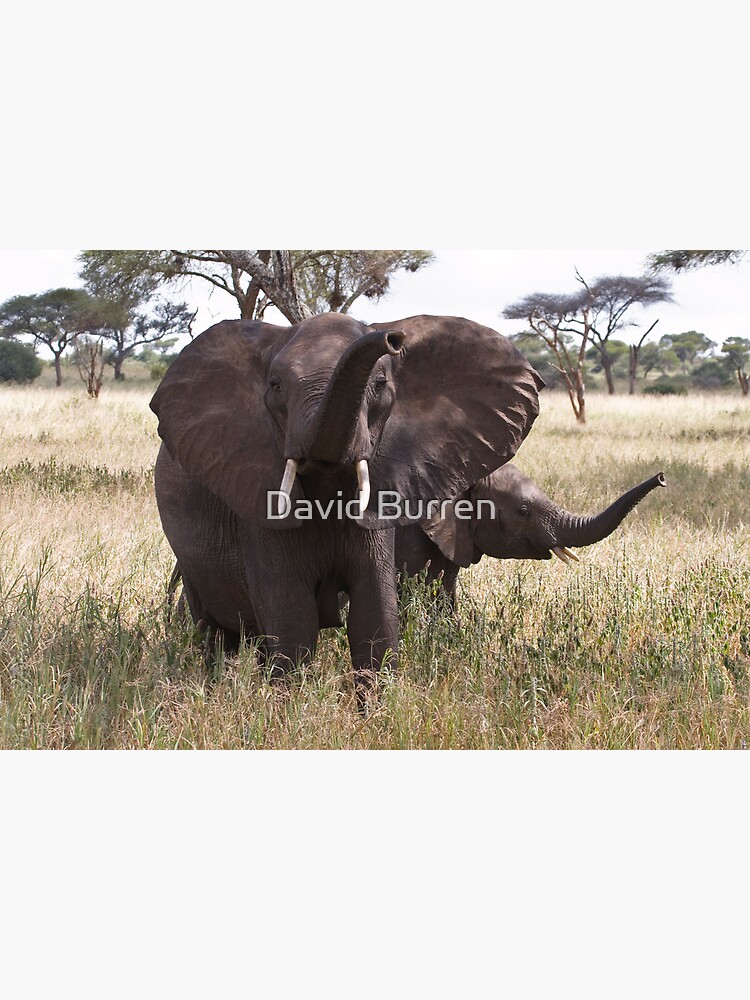 Trunk waving by DavidBurren