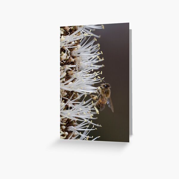 Busy bee Greeting Card