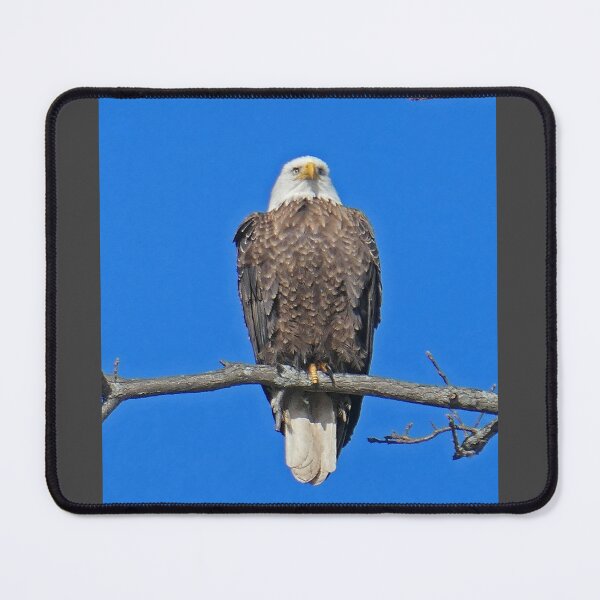 Item preview, Bald Eagle designed and sold by Peggy Feigenbaum.