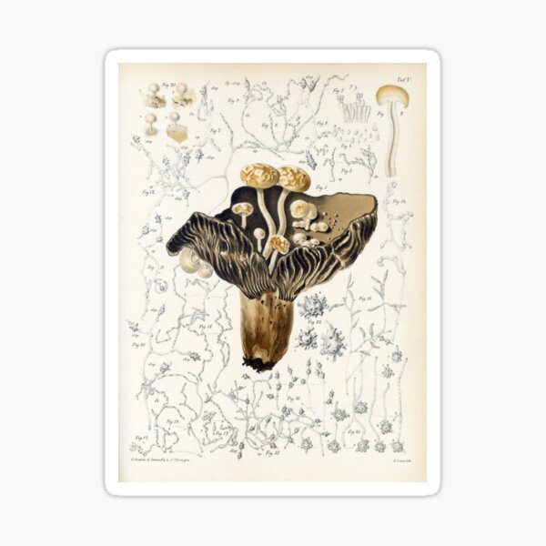 Brefeld Fungi Sticker