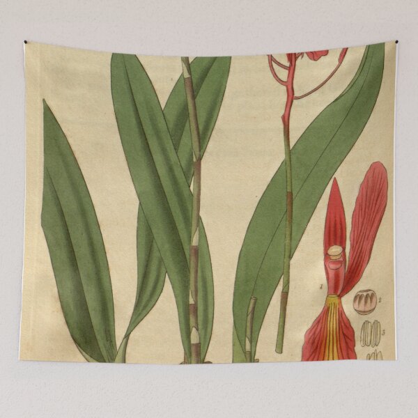 Item preview, Broughtonia sanguinea Curtis' 58 (N.S. 5) pl.3076 (1831) designed and sold by EsotericBotanic.