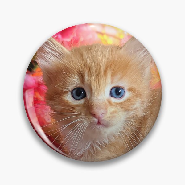 Item preview, Ginger Maine coon ragdoll kitten designed and sold by Fluffycat2020.