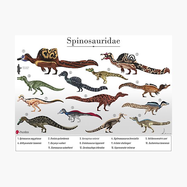 Item preview, Spinosauridae Family Size Chart designed and sold by PaleoGeek.