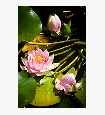 Abloom Photographic Print