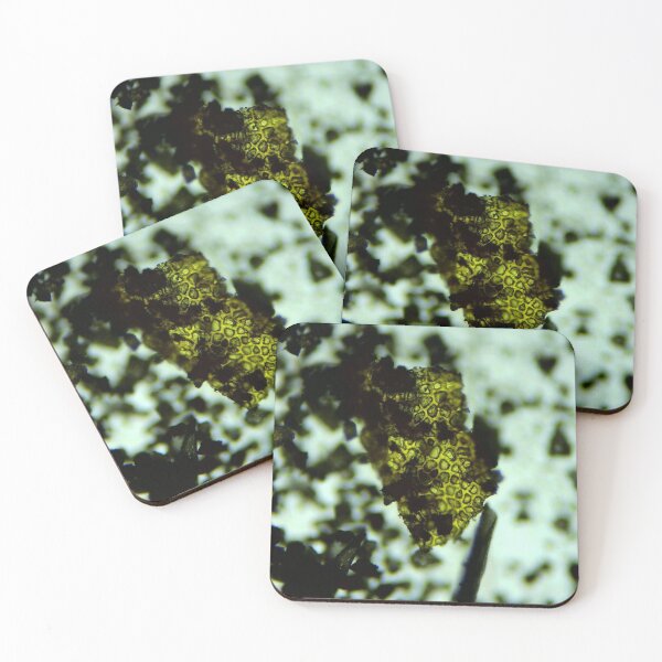Item preview, Devonian Plant Microfossil designed and sold by Pr0teusUnbound.