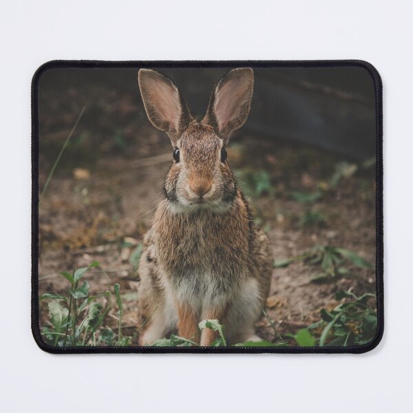 Item preview, Bunny Rabbit Photograph designed and sold by dev11588.
