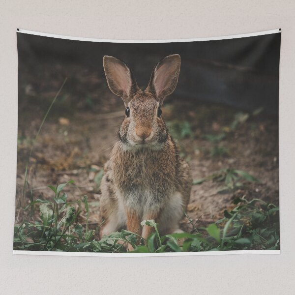 Item preview, Bunny Rabbit Photograph designed and sold by dev11588.