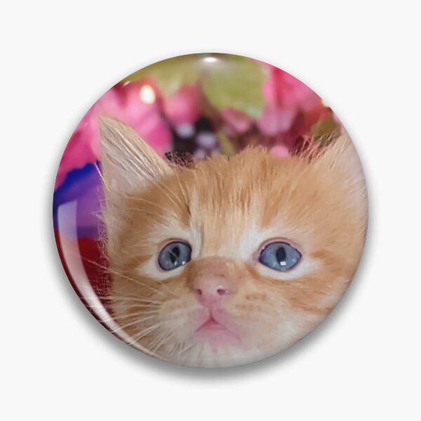 Item preview, Ginger ragdoll Mainecoon kitten designed and sold by Fluffycat2020.