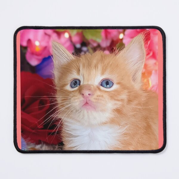 Item preview, Ginger ragdoll Mainecoon kitten designed and sold by Fluffycat2020.