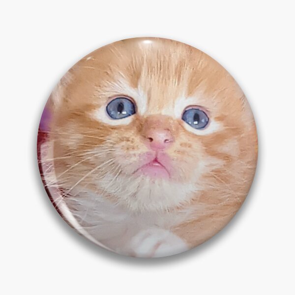 Item preview, Ginger ragdoll Mainecoon kitten designed and sold by Fluffycat2020.