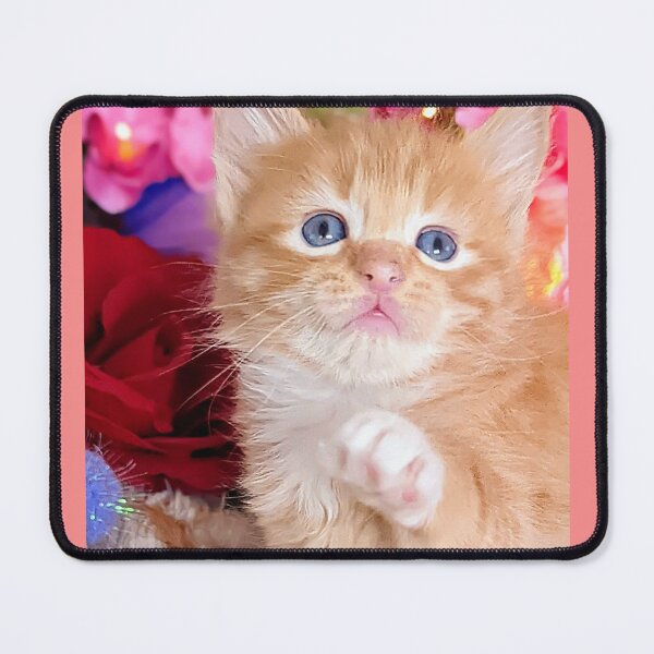 Item preview, Ginger ragdoll Mainecoon kitten designed and sold by Fluffycat2020.