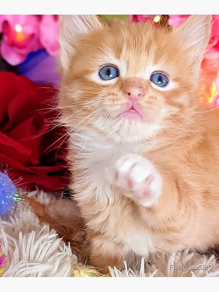 ginger ragdoll