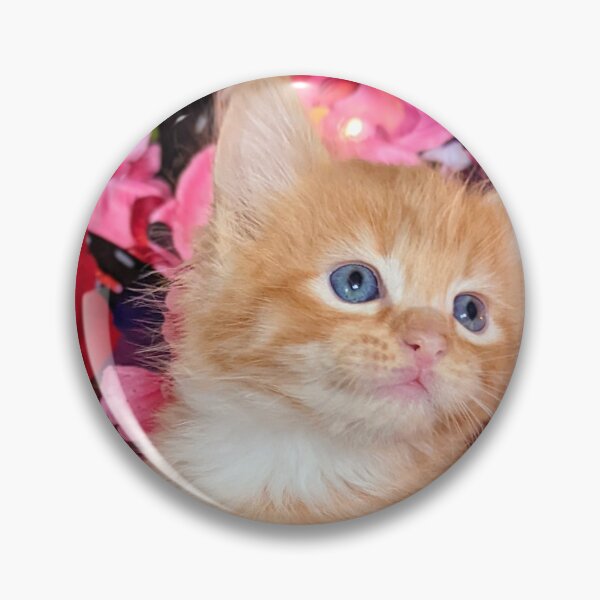 Item preview, Ginger ragdoll Mainecoon kitten designed and sold by Fluffycat2020.