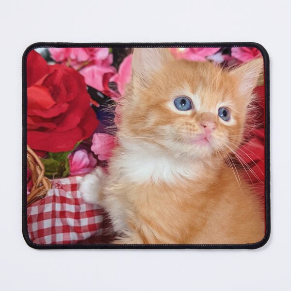 Item preview, Ginger ragdoll Mainecoon kitten designed and sold by Fluffycat2020.