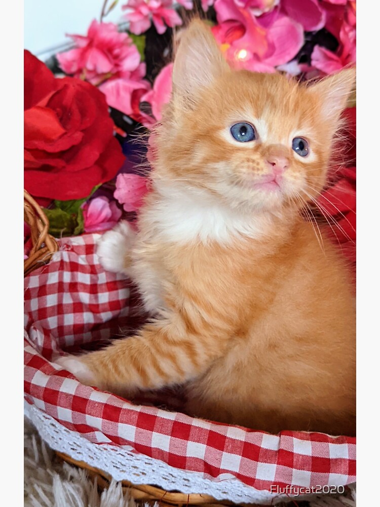 "Ginger ragdoll Mainecoon kitten" Sticker for Sale by Fluffycat2020