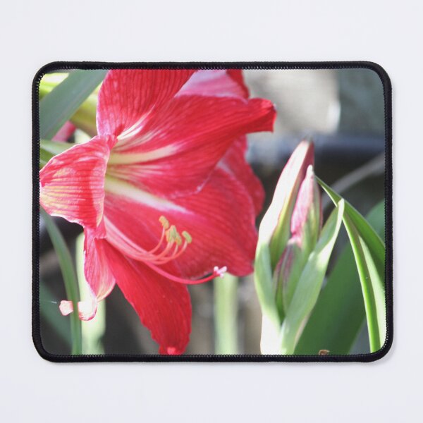 Item preview, Hippeastrum designed and sold by ljdewet.