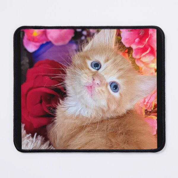 Item preview, Ginger ragdoll Mainecoon kitten designed and sold by Fluffycat2020.