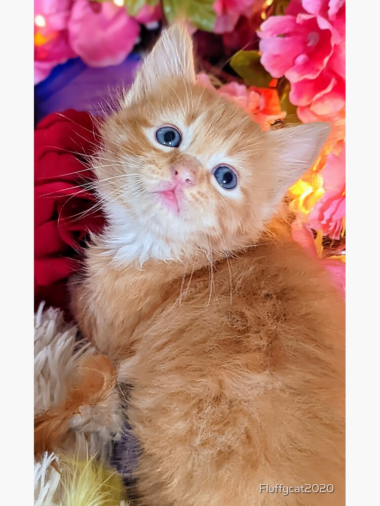 Ginger hot sale ragdoll cat