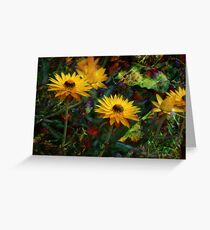 Paperdaisies Greeting Card