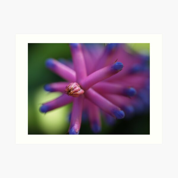 Pink Star Art Print