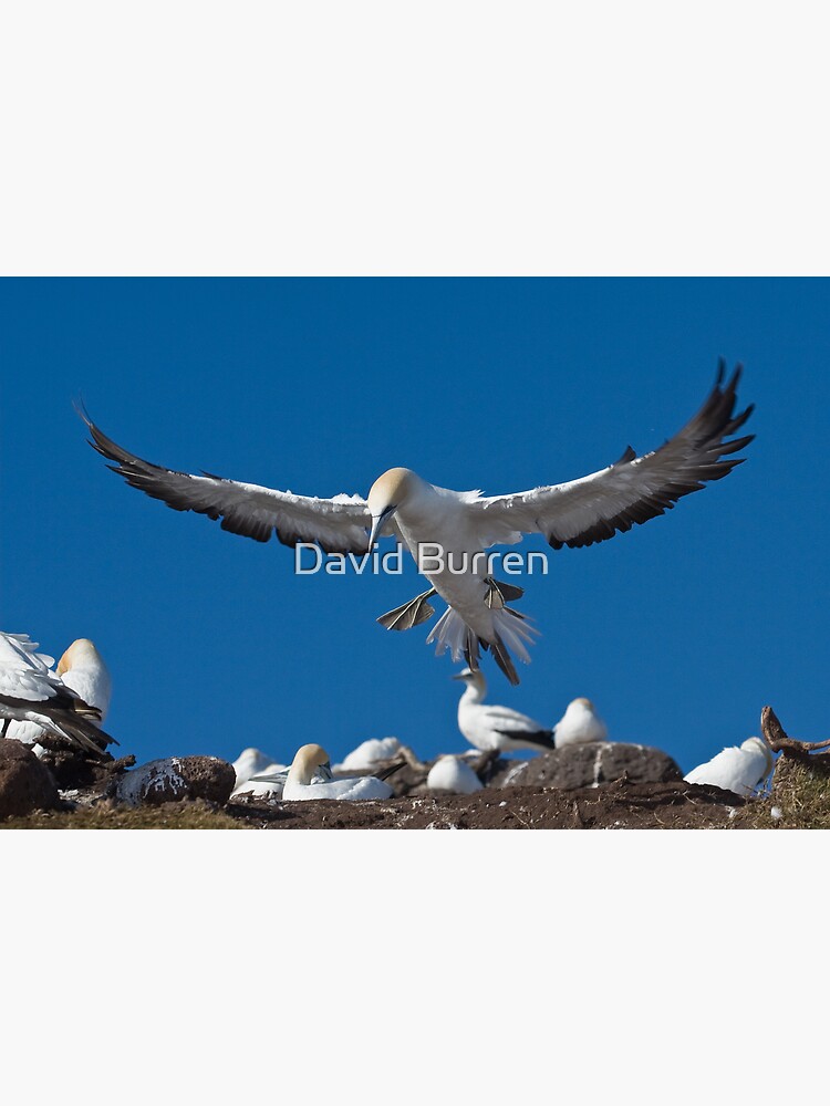 Flaps down by DavidBurren