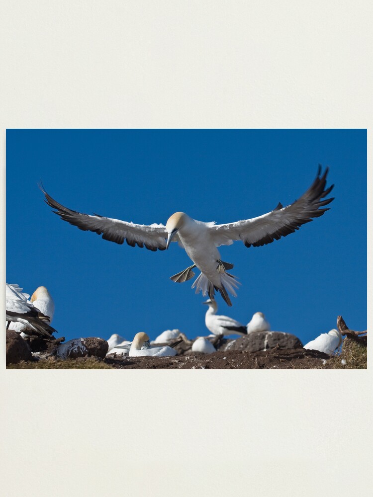 Alternate view of Flaps down Photographic Print