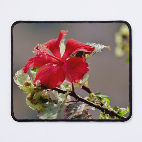 Item preview, China Rose designed and sold by MEJBAH09.
