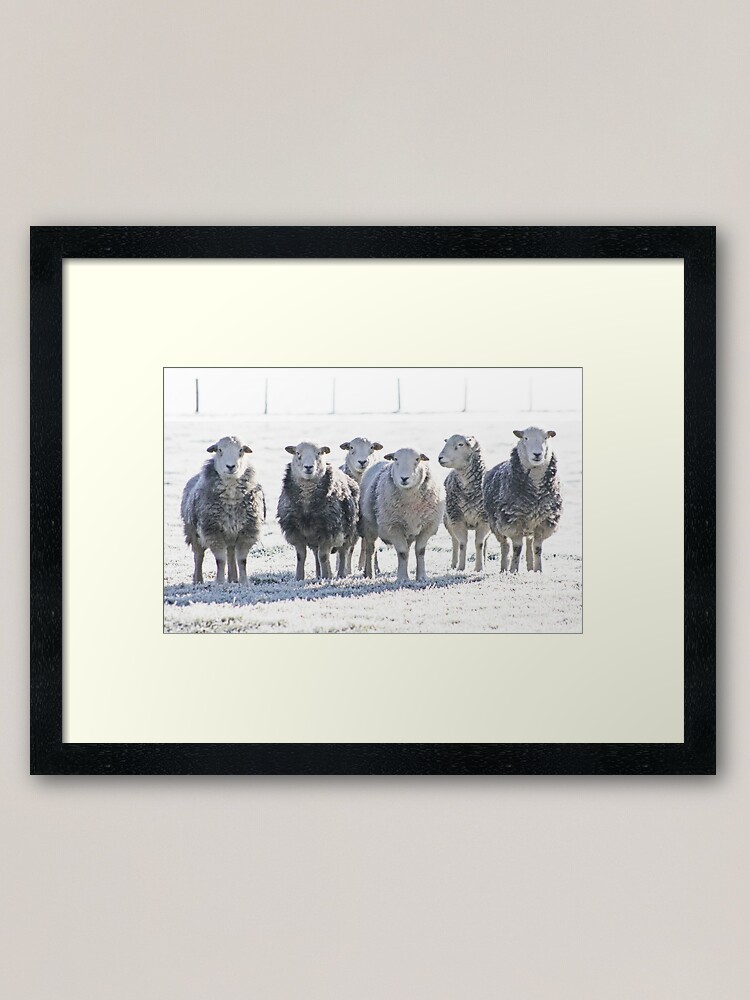 Alternate view of Herdwick Sheep Framed Art Print